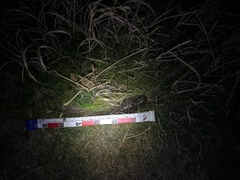 ニホンナマズの釣果