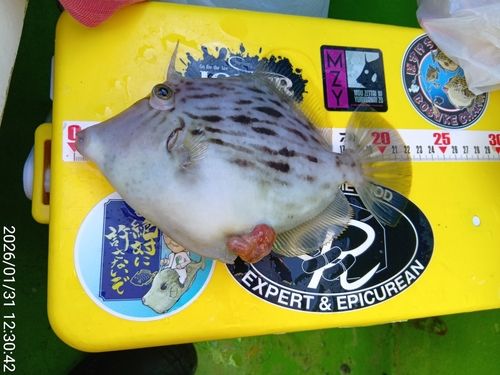 カワハギの釣果