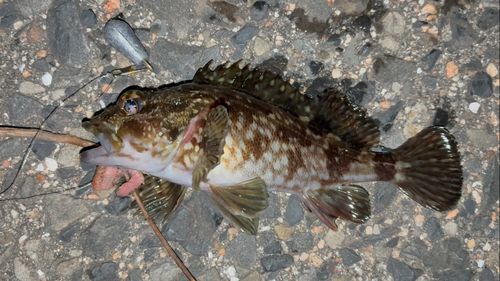 カサゴの釣果