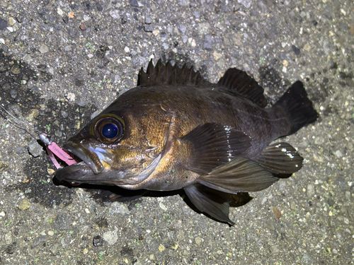 メバルの釣果