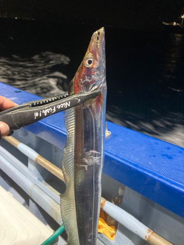 タチウオの釣果