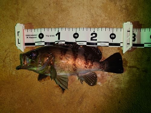 シロメバルの釣果