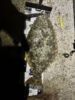 ヒラメの釣果