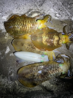 アオリイカの釣果