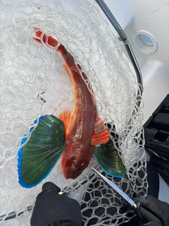 ホウボウの釣果