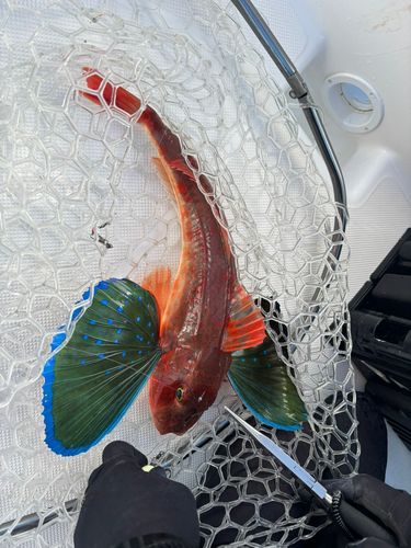 ホウボウの釣果