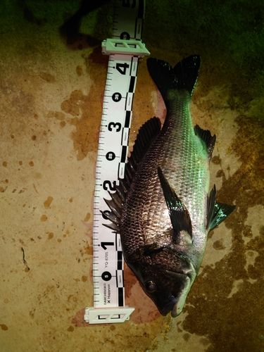 クロダイの釣果