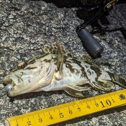 タケノコメバル