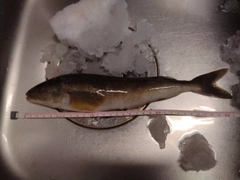 ホッケの釣果