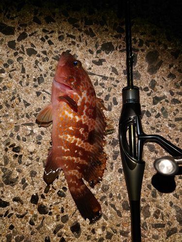 キジハタの釣果