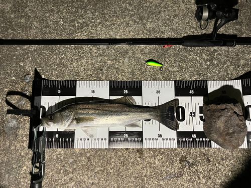 フッコ（マルスズキ）の釣果