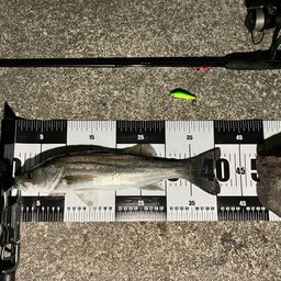 フッコ（マルスズキ）