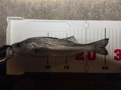 セイゴ（マルスズキ）の釣果