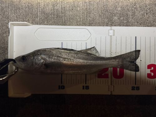 セイゴ（マルスズキ）の釣果