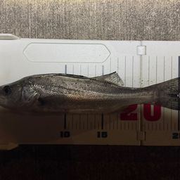 セイゴ（マルスズキ）