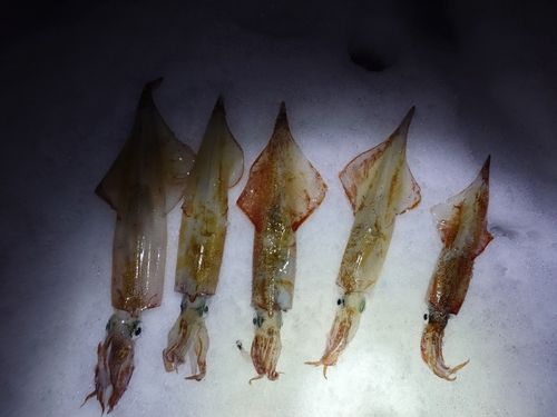 ヤリイカの釣果