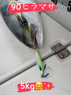 ヒラマサの釣果