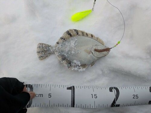 カワガレイの釣果