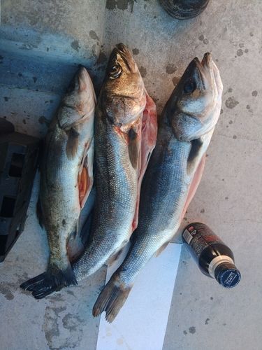 シーバスの釣果
