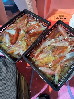 マルイカの釣果