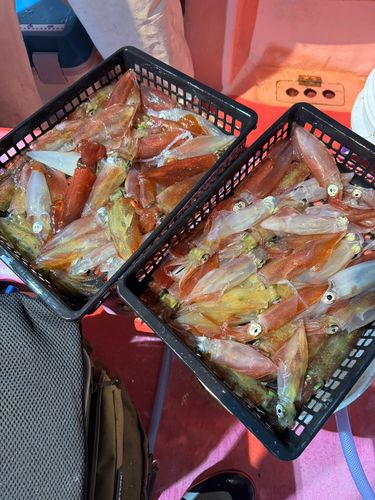 マルイカの釣果