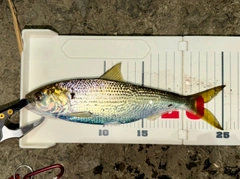 コノシロの釣果