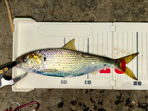 コノシロの釣果