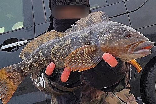 アイナメの釣果