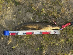 ニホンナマズの釣果