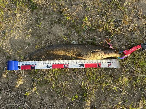 ニホンナマズの釣果