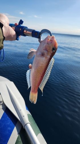 アマダイの釣果