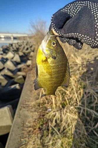 ブルーギルの釣果