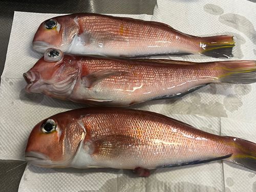 アマダイの釣果