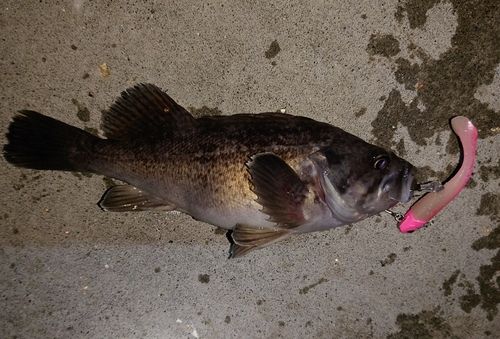 クロソイの釣果