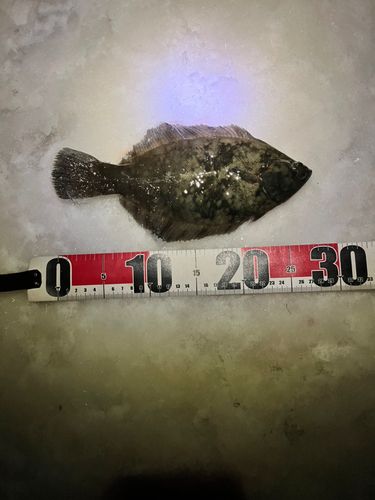 クロガシラガレイの釣果