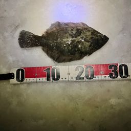 クロガシラガレイ