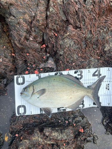 イスズミの釣果