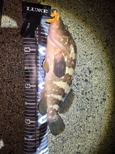 キジハタの釣果