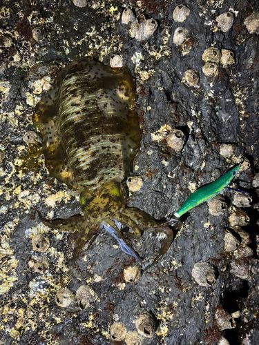 アオリイカの釣果