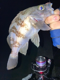 シロメバルの釣果