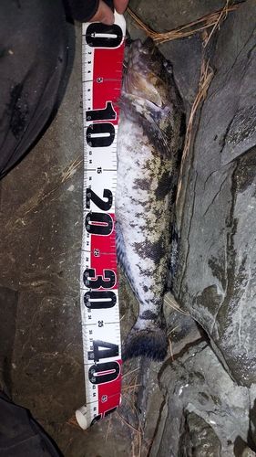 アイナメの釣果