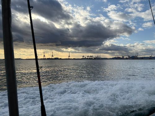 シロメバルの釣果