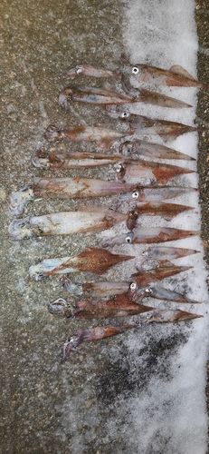 ヤリイカの釣果