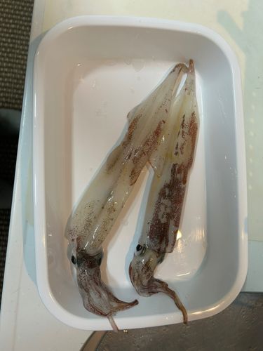 ヤリイカの釣果