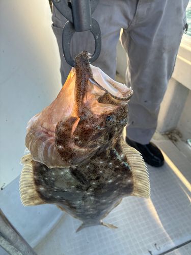 ヒラメの釣果