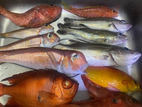 アマダイの釣果