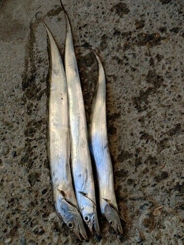 タチウオの釣果