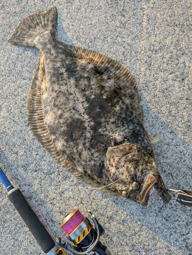 ヒラメの釣果