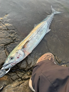 サワラの釣果