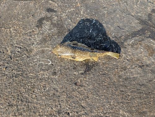 コブダイの釣果